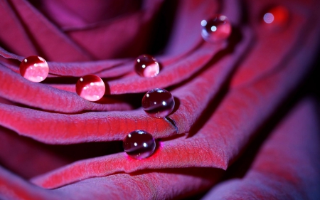 Water drops - macro, pink, water drops, petals, rose, flower