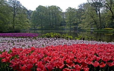 flowers - lake, forest, cool, flowers, fun, nature