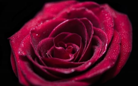 Rose - macro, pink, water drops, wet, valentine, rose, flower