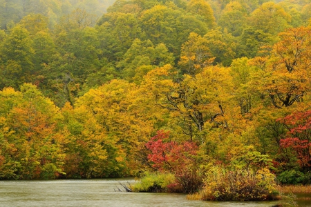 * Autumn beautiful forest * - nature, lake, forest, trees