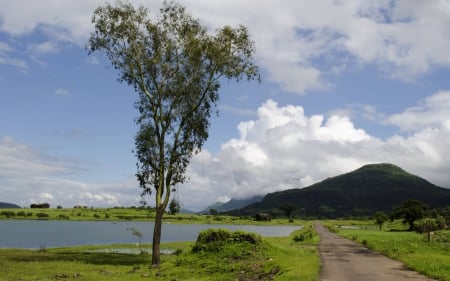 tree by a lake - nature, fun, lake, cool, mountain, field