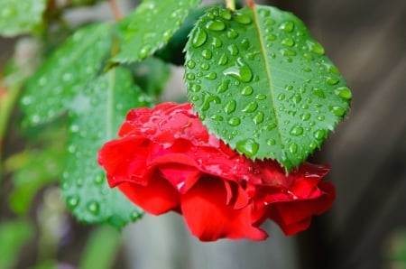 * Red rose * - flowers, nature, red, rose, flower