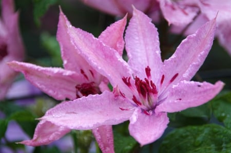 * Clematis * - flowers, flower, nature, pink