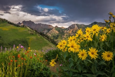 * Field * - nature, field, flowers, flower