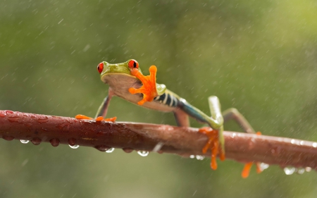 Frog - bokeh, broscuta, rain, broasca, orange, green, animal