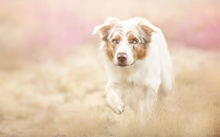 Running ~ by Alicja Zmyslowska - Alicja Zmyslowska, white, animal, summer, dog, field, pink