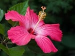 * Hibiscus *