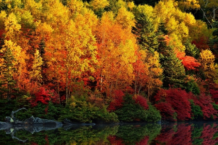 * Autumn forest * - lake, trees, forest, nature