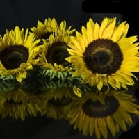 * Sunflowers *