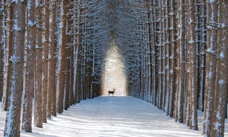 Forest - forest, germany, winter, pathway, deer, scenic, trees, nature, snow