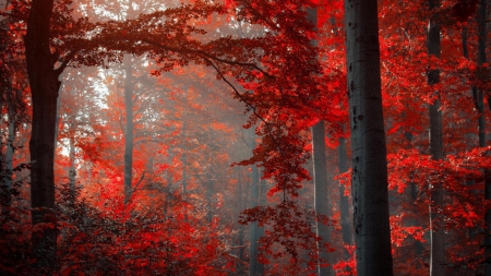 Red beautiful - burst of color, autumn, trees, cool