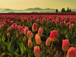 Tulip farm