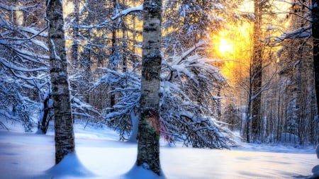 Winter Bright Sunrise - morning, trees, forest, woods, snow, sun, winter, sunrise