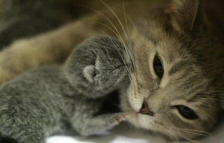 Love you..mama - Love, Kitten, Cat, Mom