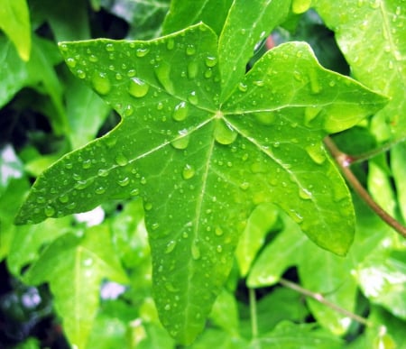 Spring.. - abstract, green, photography, spring, color