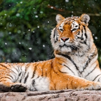 beautiful tigress