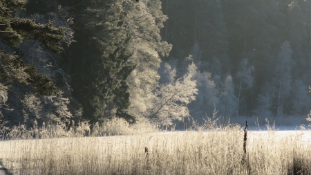 Winter - river, winter, sun, forrest