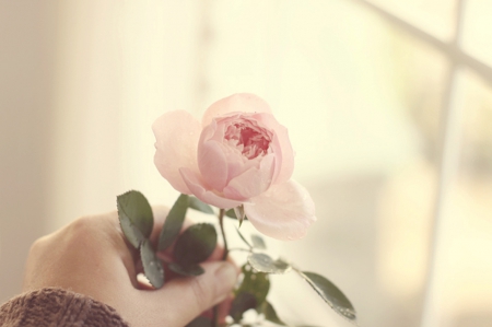 :) - pink, rose, abstract, soft