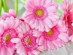 Beautiful Pink Flowers