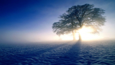 Mystical morning - landscape, scene, sunrise, light, dawn, mist, field, sunlight, winter, fog, sunshine, HD, morning, tree, nature, sunset, dusk, shine, wallpaper