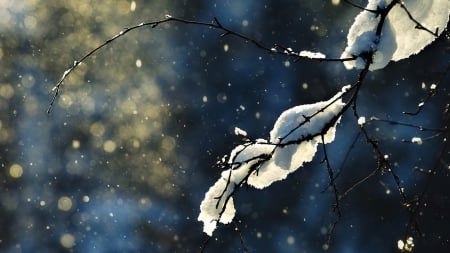 A winter moment - snowfall, branch, winter, wallpaper, hd, nature, snow, snowy, twigs