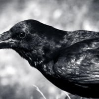 Crow close-up