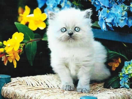 Cute Persian Kitten - Persian kitten, cute, sitting, cat, animals, chair