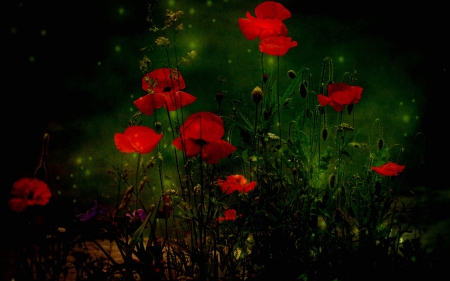 Red Poppies - flowers, poppies, nature, red