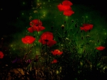 Red Poppies