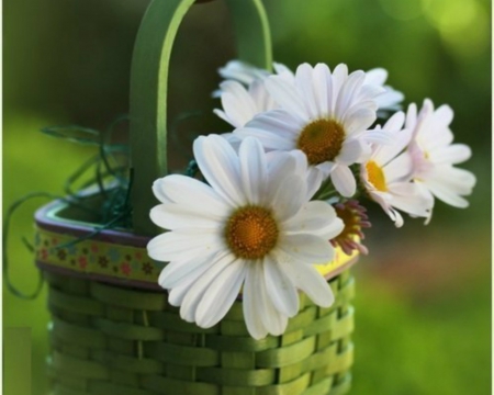 Beautiful Flowers - flowers, basket, petals, nature