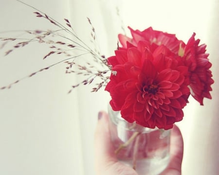 Beautiful Red Flowers - flowers, glass, petals, red