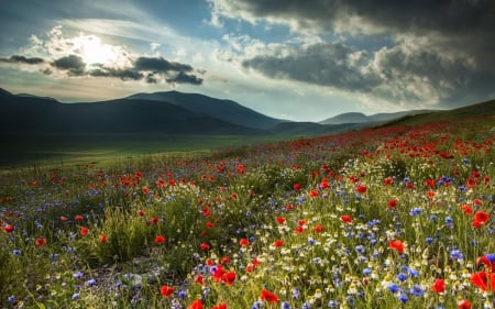 Flower Field on Cloudy Day - flowers, clouds, nature, fields, flower fields