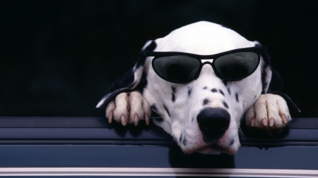 Too cool - paws, star, dalmatian, shades