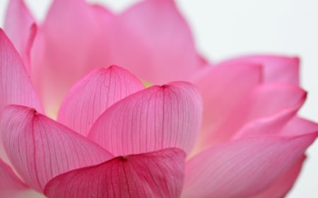 Lotus - white, lotus, macro, pink, petals, flower