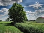 tree in a field