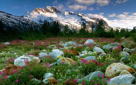 mountain - forest, cool, field, fun, nature, mountain