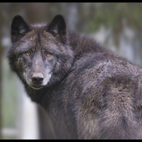 black-timber-wolf