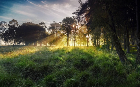 forest - nature, fun, trees, forest, cool