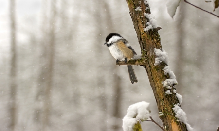 Chickadee ♥ - bird, branch, winter, photography, snow, chickadee