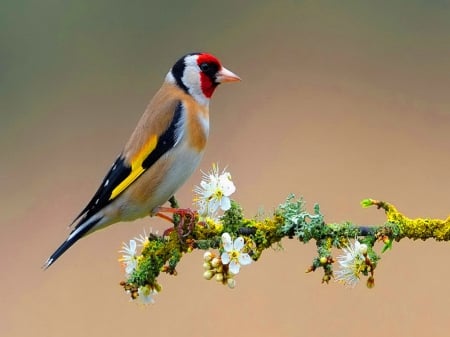 On the straight and narrow - blooms, colors, bird, branch