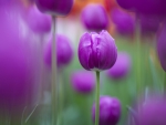 purple tulips