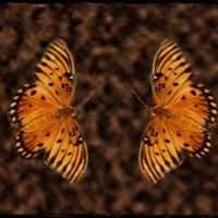 DANCING BUTTERFLIES