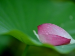 Petal drops of dew