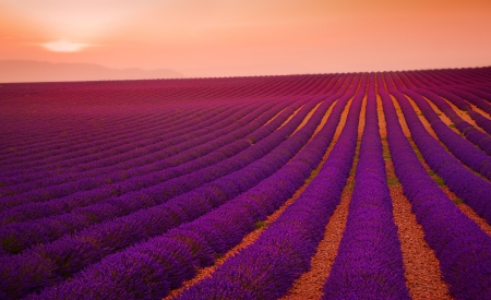 :) - field, lavender, nature, purple