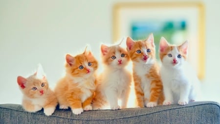 Five feathers. - cute, little, kittens, gingers