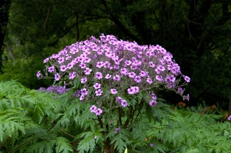 *Geranium maderense* - park, maderense, nature, purple, pink, beautiful, blossom, green, flowers, geranium, garden