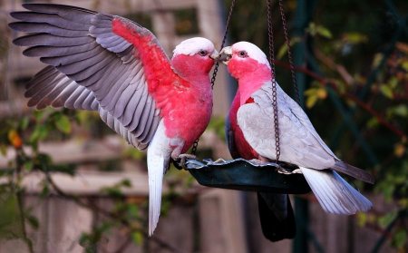 Love - love, cockatoo, galah, beautiful, feather, birds