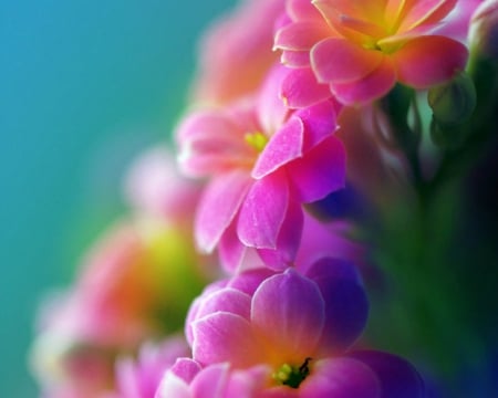 Pink Flowers - flowers, pink, nature, bloom