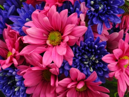 Lovely Flowers - nature, purple, blue, pink, flowers