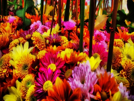 Colorful Flowers - bright, nature, colors, flowers